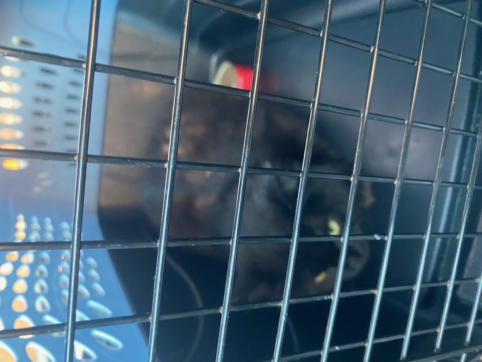 Community cat cared for by Joyful Paws & Happy Tails in Putnam, CT